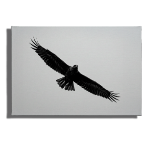 Cuadro Águila en Vuelo