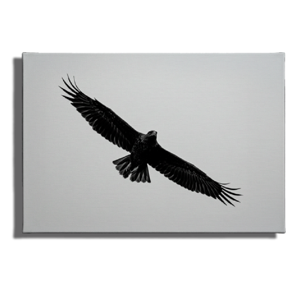 Cuadro Águila en Vuelo